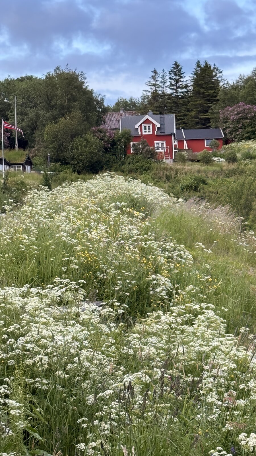 Een rood houten huis met de vlag uit op een heuvel, met daarvoor een berm vol wilde fluitenkruid — een typisch Scandinavisch tafereel van rust en ruimte.